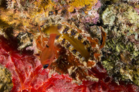 Spondylus americanus (Atlantic Thorny Oyster)