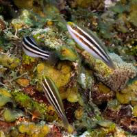 Scarus iseri (Striped Parrotfish)