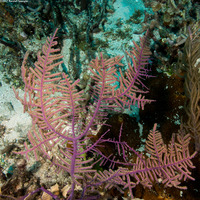Antillogorgia bipinnata (Bipinnate Sea Plume)
