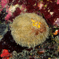 Cinachyrella sp,.1 (Orange Ball Sponge)
