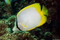Chaetodon ocellatus (Spotfin Butterflyfish)