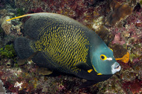Pomacanthus paru (French Angelfish)