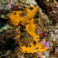 Mycale laevis (Orange Icing Sponge)