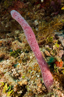 Niphates erecta (Lavender Rope Sponge)