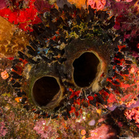 Oceanapia bartschi (Rough Tube Sponge)
