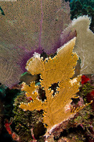Millepora alcicornis (Branching Fire Coral)