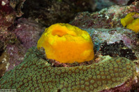 Siphonodictyon coralliphagum (Variable Boring Sponge)