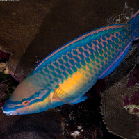 Scarus taeniopterus (Princess Parrotfish)