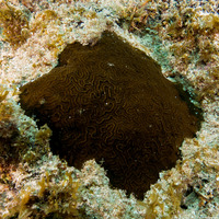 Cliona caribbaea (Coral Encrusting Sponge)