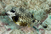 Lactophrys triqueter (Smooth Trunkfish)