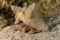 Paguristes puncticeps (Whitespeckled Hermit Crab)