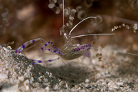 Ancylomenes pedersoni (Pederson Cleaner Shrimp)