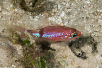 Apogon phenax (Mimic Cardinalfish)