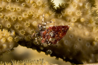 Pagurus brevidactylus (Shortfinger Hermit Crab)