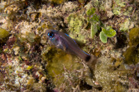 Phaeoptyx pigmentaria (Dusky Cardinalfish)