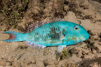 Sparisoma chrysopterum (Redtail Parrotfish)