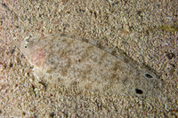 Symphurus diomedanus (Spotted Tonguefish)