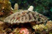 Mycetophyllia lamarckiana (Ridged Cactus Coral)