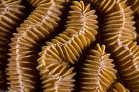 Meandrina meandrites (Maze Coral)