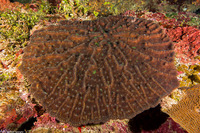 Mycetophyllia aliciae (Knobby Cactus Coral)