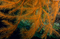 Plumapathes pennacea (Feather Black Coral)