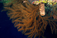 Plumapathes pennacea (Feather Black Coral)