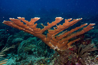 Acropora palmata (Elkhorn Coral)