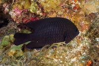 Stegastes diencaeus (Longfin Damselfish)