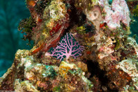 Stylaster roseus (Rose Lace Coral)