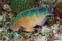 Scarus guacamaia (Rainbow Parrotfish)