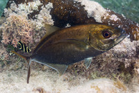 Pomacanthus paru (French Angelfish)