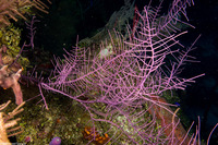 Antillogorgia bipinnata (Bipinnate Sea Plume)