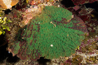 Mycetophyllia aliciae (Knobby Cactus Coral)