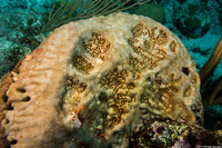Geodia neptuni (Leathery Barrel Sponge)
