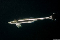 Echeneis naucrates (Sharksucker)