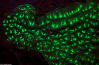 Helioseris cucullata (Sunray Lettuce Coral)