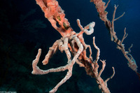 Desmapsamma anchorata (Lumpy Overgrowing Sponge)