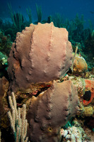 Orbicella faveolata (Mountainous Star Coral)