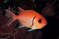 Myripristis jacobus (Blackbar Soldierfish)