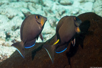 Acanthurus tractus (Ocean Surgeonfish)