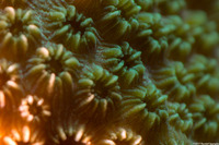 Orbicella franksi (Boulder Star Coral)