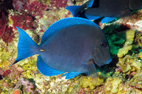 Acanthurus coeruleus (Blue Tang)