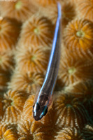Elacatinus lobeli (Caribbean Neon Goby)
