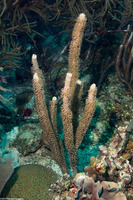 Plexaurella sp.1 (Slit-Pore Sea Rod)