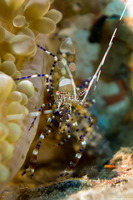 Periclimenes yucatanicus (Spotted Cleaner Shrimp)