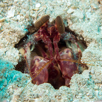 Lysiosquilla glabriuscula (Reef Mantis Shrimp)