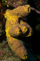 Aiolochroia crassa (Branching Tube Sponge)