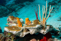 Siphonodictyon coralliphagum (Variable Boring Sponge)