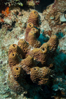 Verongula rigida (Pitted Sponge)