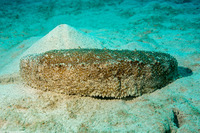 Astichopus multifidus (Furry Sea Cucumber)
